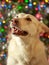 A dog with a pink nose on a defocused Christmas garland background German shepherd husky mix