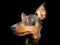 Dog pinscher dwarf animal friend black wildlife