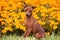 Dog Pinscher on the grass