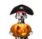 Dog in a pirate costume with halloweens pumpkin