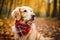 Dog in a plaid bandana on an autumn forest background.