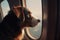Dog plane window sunset. Generate Ai