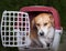 Dog in plastic carrier