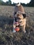 Dog play bow pug portrait on grass with funny facial expression