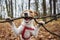 Dog play with a branch in autumn forest