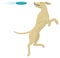 dog play catch frisbee animal vector illustration transparent background