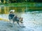 The dog is played in the water Handsome husky is chasing ducks in the water