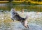 The dog is played in the water Handsome husky is chasing ducks in the water