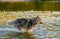 The dog is played in the water Handsome husky is chasing ducks in the water