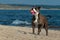 A dog playing with a ball on a wavy sandy beach