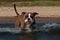 A dog playing and bathing on a wavy sandy beach