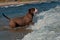 A dog playing and bathing on a wavy sandy beach