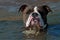 A dog playing and bathing on a wavy sandy beach