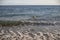 Dog playing in the beach with a ball swimming in the sea and carrying