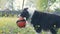 Dog playing, biting, and shaking a toy ball hanging from a tree