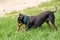 Dog is playing - closeup Dwarf Pinscher