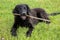 Dog playing fetch with a big stick. Black dog carrying a stick