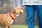 A dog playing fetch with its owner