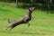 Dog playing in flying disk
