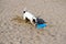 Dog playing with flying disk at sea beach