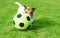 Dog playing football with soccerball on green grass turf