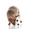 Dog playing football on white background