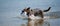 Dog playing frisbee on the beach, german shepherd playing frisbee on the beach, dog on the beach