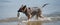 Dog playing frisbee on the beach, german shepherd playing frisbee on the beach, dog on the beach