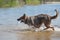 Dog playing frisbee on the beach, german shepherd playing frisbee on the beach, dog on the beach