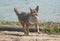 Dog playing frisbee on the beach, german shepherd playing frisbee on the beach, dog on the beach