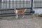 dog playing in front of the house gate