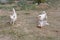 Dog playing in the grass Scattered trash-strewn field All happy