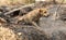 A dog playing on the ground