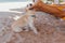 Dog playing with legs of a man laying on the sunbed. Dog trying to bite the feet of a man on the beach