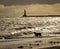 Dog playing in the north sea on a bright day with sunlight glinting off the waves, Roker pier and lighthouse in the background.