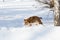 Dog playing and retrieving a stick