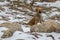 A dog playing and searching for food in snow and rocks of the eastern Himalayas