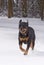 Dog playing in snow