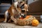 dog playing with squeaky toy and grabbing another one from basket nearby