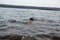 The dog is playing with a stick in the water. A dog swims in a river on the shore