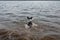The dog is playing with a stick in the water. A dog swims in a river on the shore