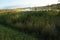 Dog playing in tall marsh grass