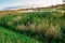 Dog playing in tall marsh grass