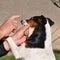 Dog playing with tennis ball and human hand