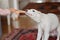 Dog playing with a toy inside. Playful and cute white borzoi Russian greyhound puppy pulling or tugging on a dog toy with human