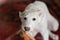 Dog playing with a toy. White playfull and cute borzoi russian greyhound puppy pulling toy