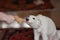 Dog playing with a toy. White playfull and cute borzoi russian greyhound puppy pulling toy