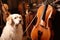 dog playing violin, and cat playing the cello in a symphony orchestra