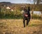 Dog plays with ball in backyard