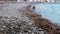 Dog plays on the beach. German shepherd dog runs after toy on the shingle beach and enjoys an active life and sunny warm weather.